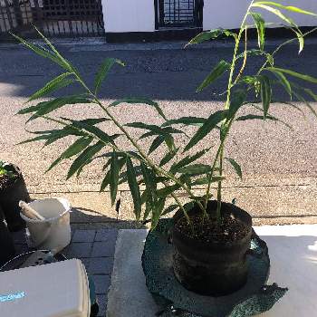 生姜栽培の投稿画像一覧 Greensnap グリーンスナップ