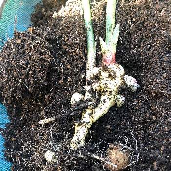 生姜栽培の投稿画像一覧 Greensnap グリーンスナップ