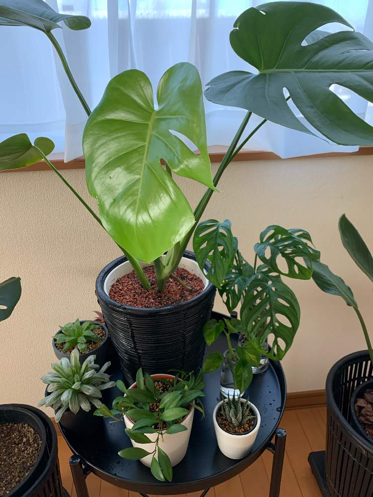 モンステラの投稿画像 By You1219さん マドカズラとハオルチアとマドカズラと十二の巻とホヤ デビットクミンギー 月11月10日 Greensnap グリーンスナップ