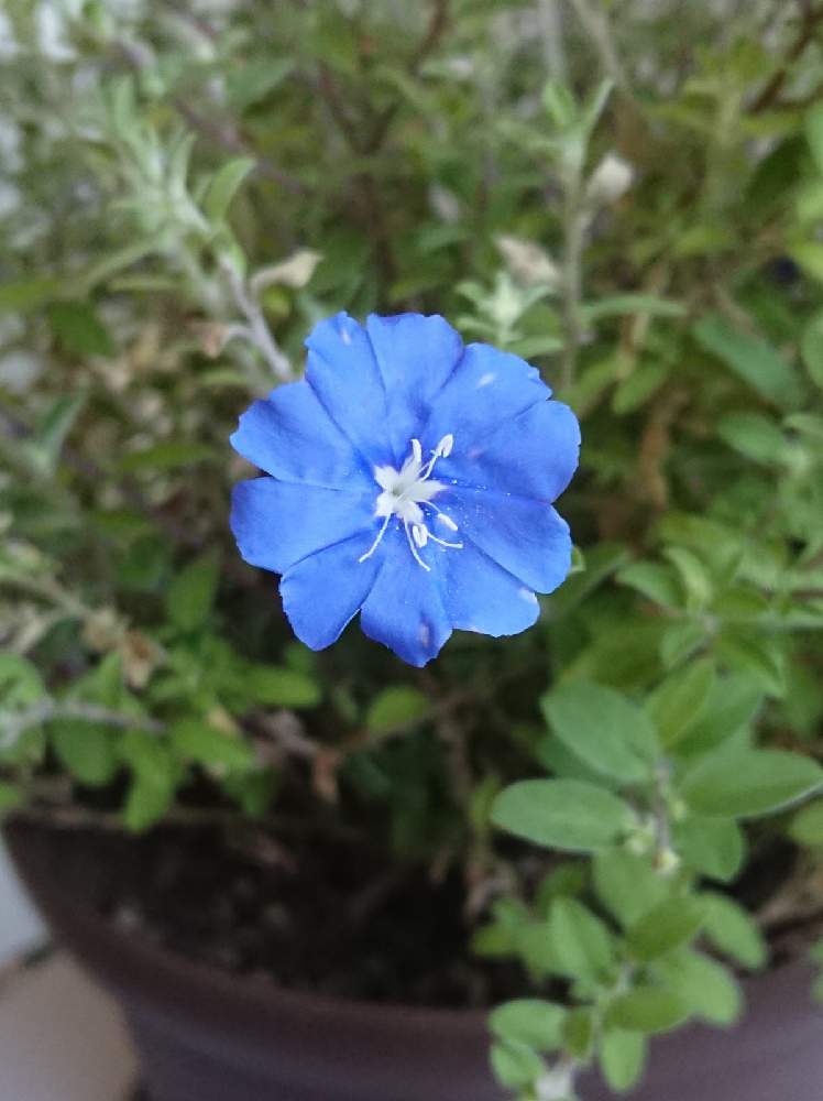 アメリカンブルーの投稿画像 By Blankaさん 鮮やかなと可愛い花と青い花とおうち園芸と花のある暮らし 月11月10日 Greensnap グリーンスナップ