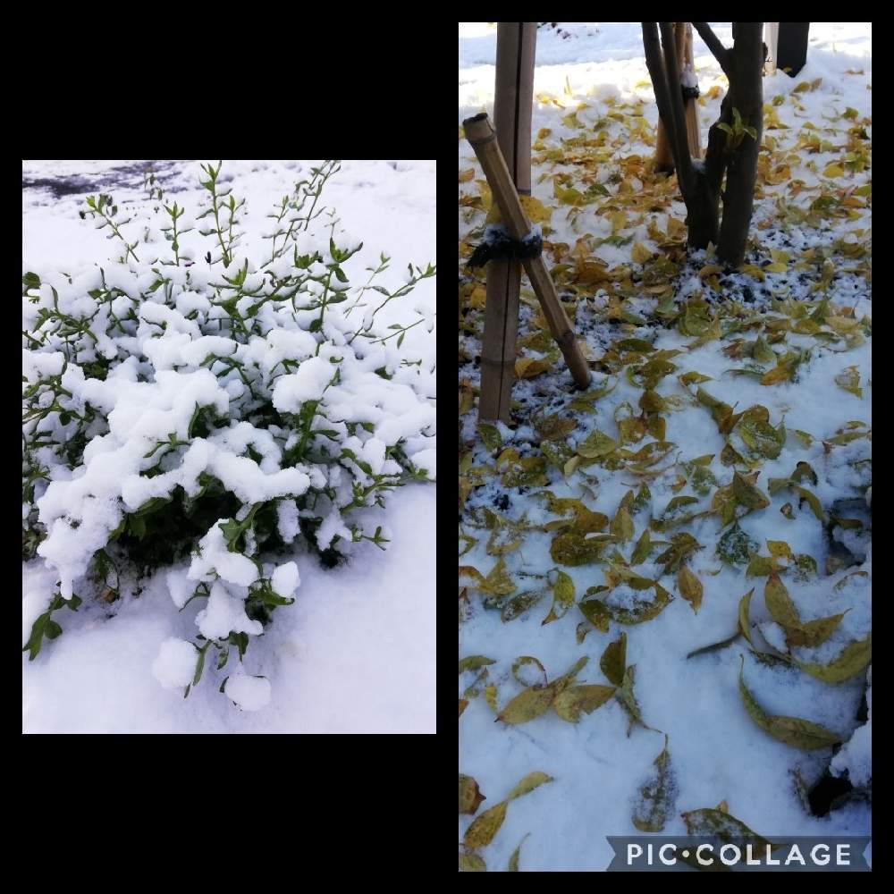 ブルーデイジーの投稿画像 By ぐりさん エゴノキ ピンクチャイムと葉っぱも癒しと冬の気配と雪景色とおうち園芸と落葉 らくよう と冬支度とガーデニング初心者と北海道の冬と葉っぱ愛とお花は癒しと北海道と北国のガーデニングと葉っぱlove と札幌と葉っぱワサワサ