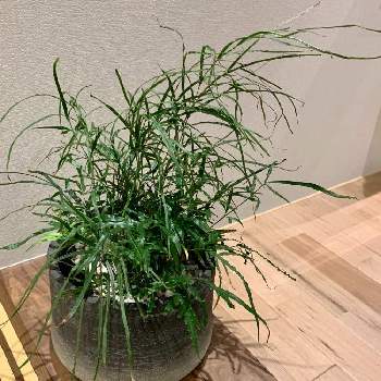 癒しのインテリアの画像 by fumiさん | インテリアと仕事と癒しのインテリアと緑のある空間と癒し空間と緑のある風景とお気に入りの器や花瓶と植物