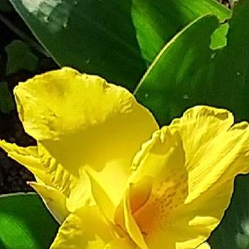 こっそり咲いてた( ´艸｀)の画像 by kunekuneさん | 小さな庭とカンナとこっそり咲いてた( ´艸｀)とおうち園芸と黄色とひっそーり咲いてた♡と可愛い〜♡