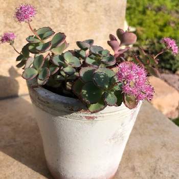 みせばやの投稿画像一覧 Greensnap グリーンスナップ