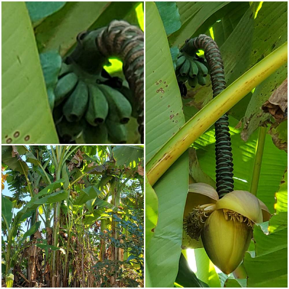 バナナの投稿画像 By まりゆりさん バナナの葉っぱと芭蕉と地下茎と似ている 月11月10日 Greensnap グリーンスナップ