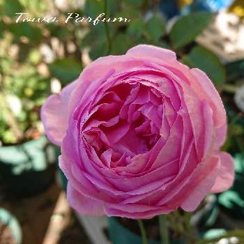 バラ トワパルファンの画像 by ＹＵＭＩＫＯさん | 小さな庭と私の癒し♡といい香り❤と薔薇愛同盟と花が好き❤と大好きとおうち園芸とお花に癒されてと植中毒とバラ トワパルファンと薔薇が好き❤と花のある暮らしとかわいいな♡といい色♡