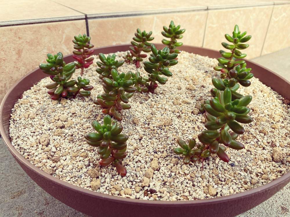 虹の玉の投稿画像 By げんげんさん セダム属と多肉植物と多肉男子とトトロの森とおうち園芸と多肉好きな人 と繋がりたいとセダム属と多肉植物と多肉男子とトトロの森とおうち園芸と多肉好きな人と繋がりたい 月11月10日 Greensnap グリーンスナップ