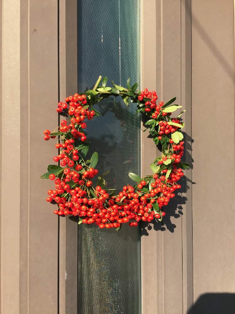 イヌツゲの投稿画像 By 枸杞さん ピラカンサ トキワサンザシ と玄関とクリスマスリースとフレッシュリースとクリスマスリースとフレッシュリース 月11月10日 Greensnap グリーンスナップ Greensnap グリーンスナップ イヌツゲの投稿画像 By 枸杞さん ピラカンサ トキワサンザシ と玄関とクリスマスリースとフレッシュリースとクリスマスリースとフレッシュリース 月11月10日 Greensnap グリーンスナップ Greensnap グリーンスナップ