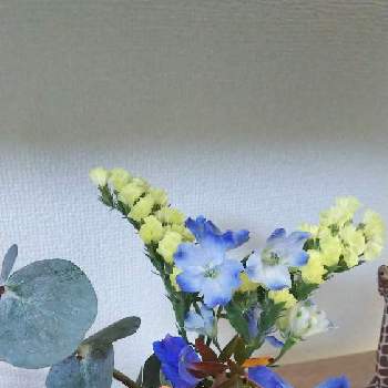 花の宅配便の投稿画像一覧 Greensnap グリーンスナップ