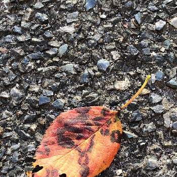 枯れ葉の投稿画像一覧 Greensnap グリーンスナップ