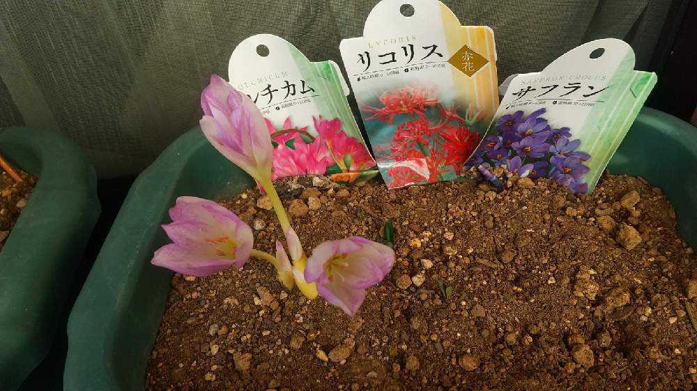 コルチカムとリコリスとサフラン Greensnap グリーンスナップ コルチカムとリコリスとサフラン Greensnap グリーンスナップ