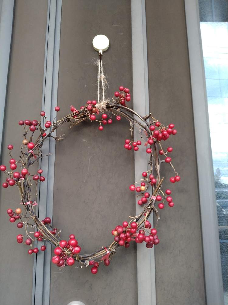 サンキライの投稿画像 By Ringoさん 赤い実とクリスマスリースと 可愛い 月11月10日 Greensnap グリーンスナップ