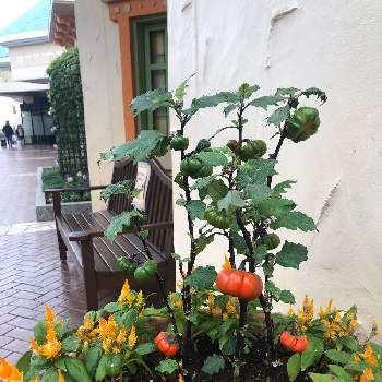 イクスピアリの投稿画像一覧 Greensnap グリーンスナップ