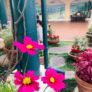 イクスピアリの投稿画像一覧 Greensnap グリーンスナップ