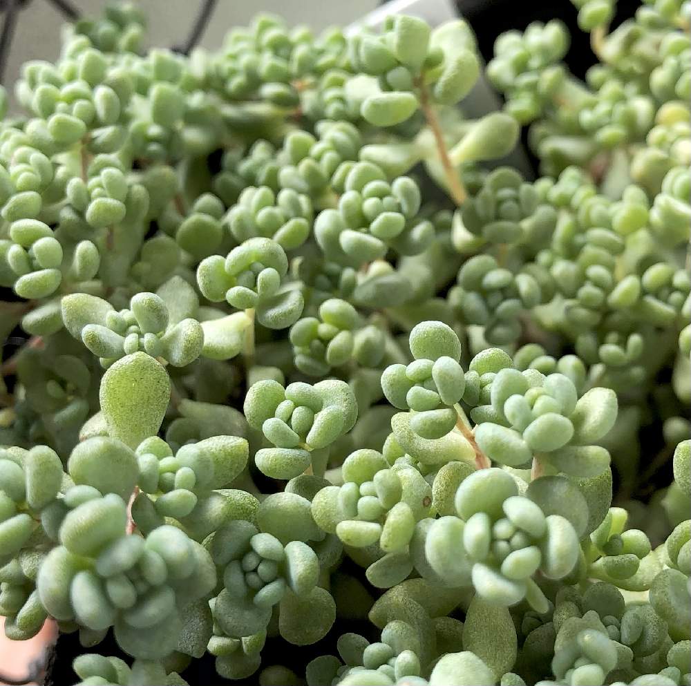 パープルヘイズの投稿画像 By Shioさん 多肉植物と ダシフィルムリファレンスと紅葉する多肉と徒長とセダム畑とポット苗とチマチマ植え 月11月10日 Greensnap グリーンスナップ