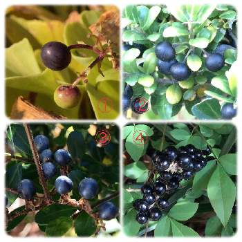 ヤブラン実の画像 by そそさん | 広い庭とイヌツゲの黒い実とヤブラン実と野草・雑草だって可愛いとヤブミョウガの実。とアカネ科と黒い実