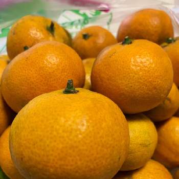 かんきつ類の投稿画像一覧 Greensnap グリーンスナップ
