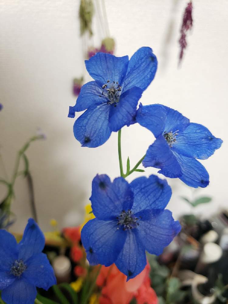 デルフィニウムの投稿画像 By ぽよまるさん 月11月10日 Greensnap グリーンスナップ Greensnap グリーンスナップ