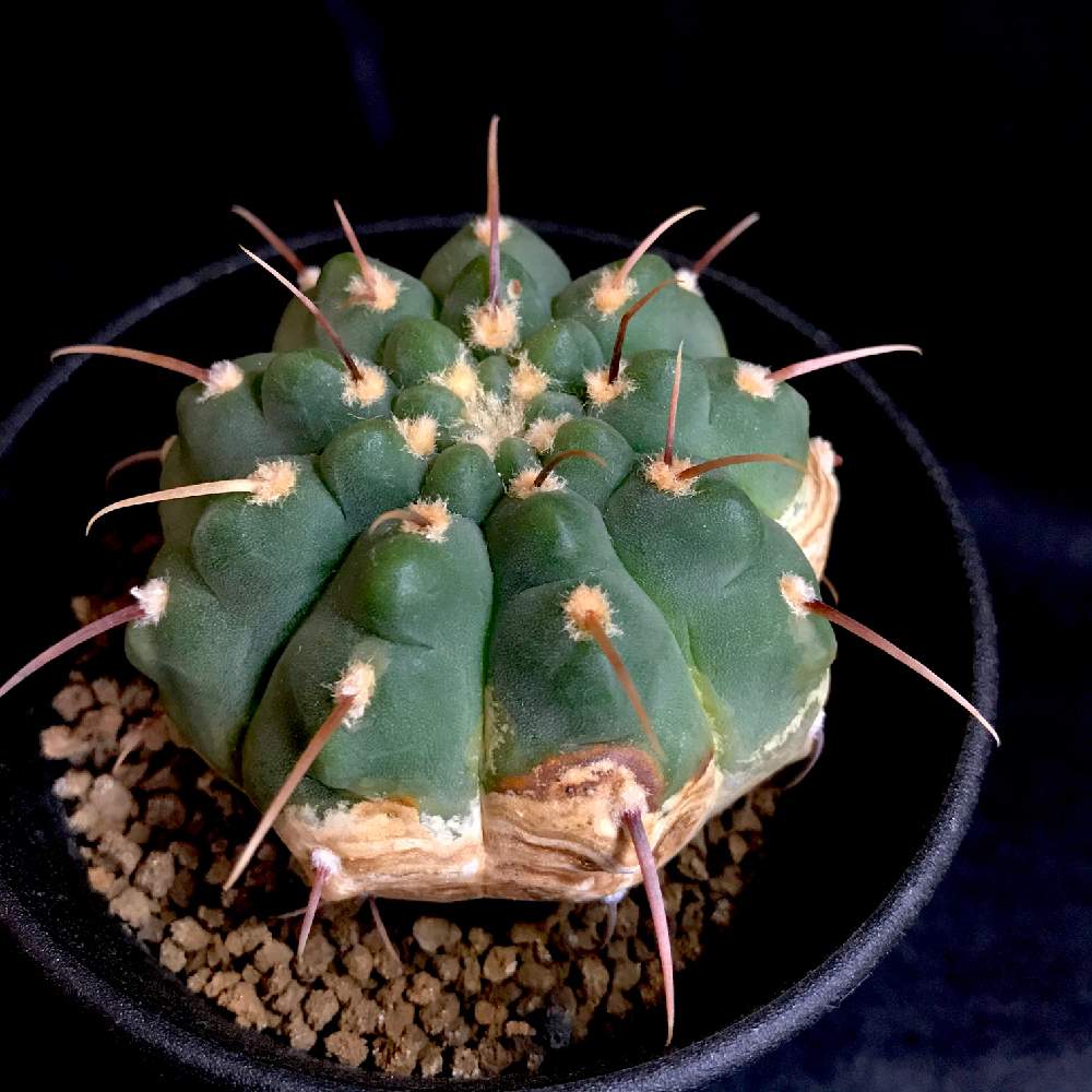 バッテリーの投稿画像 By ぱるさん 一本刺バッテリーと窓辺と多肉植物とサボテン科とサボテン とギムノカリキウム属と サボテンとギムノカリキウム 一本刺バッテリーとギムノカリキウム バッテリーと木質化と多肉植物とサボテン科とサボテン とギムノカリキウム属と