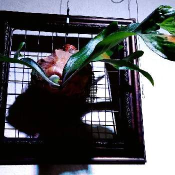 ヒリーの画像 by まりみさん | 部屋と着生植物と コウモリラン と ビカクシダとおうち園芸と植中毒とお部屋ジャングル化計画とヒリー