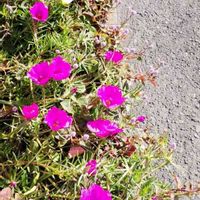 マツバボタンの画像