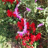 サルビア,アメジストセージの画像