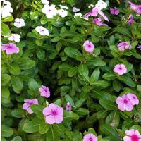 ニチニチソウの画像