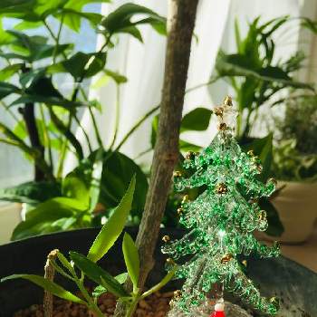 オリーブ ルッカの画像 by MESUKEさん | インテリアとオリーブ ルッカと観葉植物とCHRISTMAS
