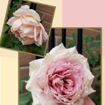 ローズローブドールの画像 by takiさん | 小さな庭とfromはなはなとおうち園芸とバラ好きと河本ローズとローズローブドール