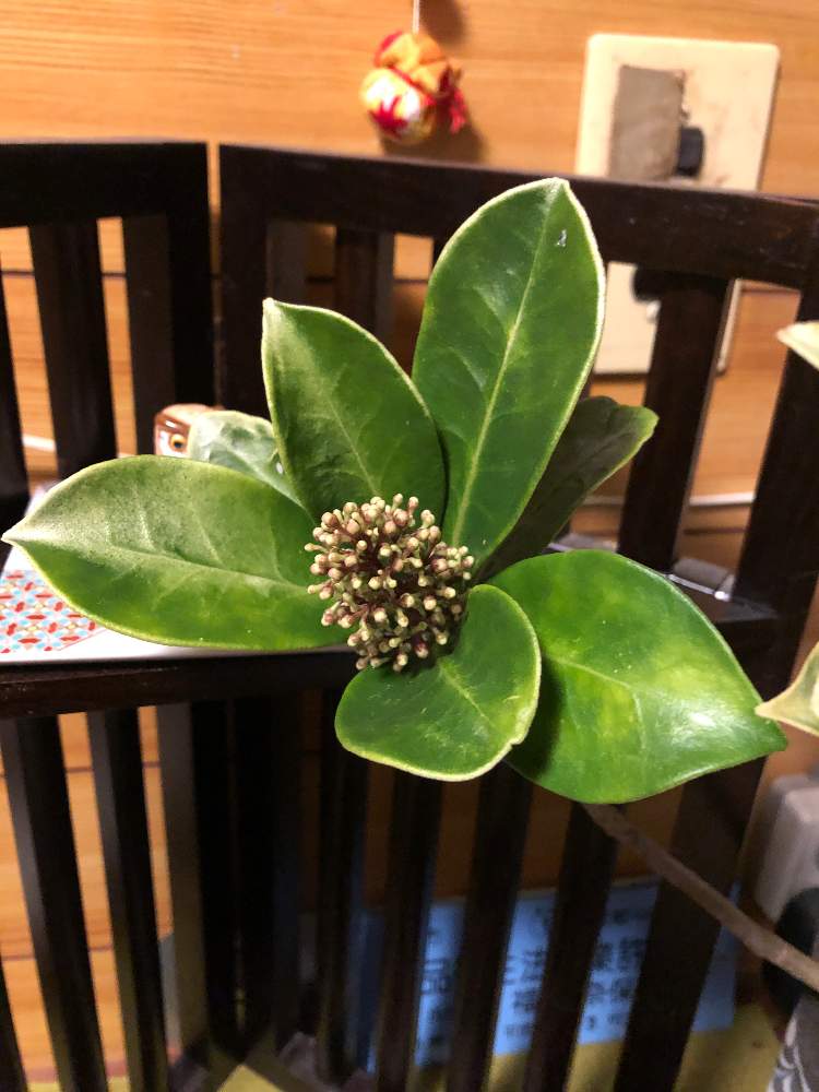 スキミアの投稿画像 By ふくろうさん 月11月10日 Greensnap グリーンスナップ