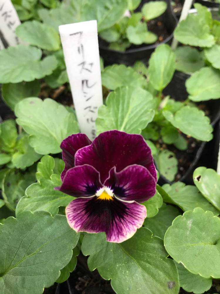 パンジー ビオラの成長記録第 Greensnap グリーンスナップ