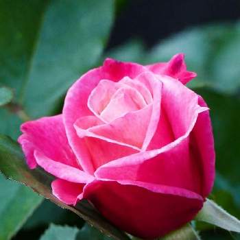 プリンセスチチブの画像 by barchettaさん | 小さな庭とプリンセスチチブとピンクの花とバラのある暮らしとおうち園芸と園芸種と良い香りといつもありがとう♡
