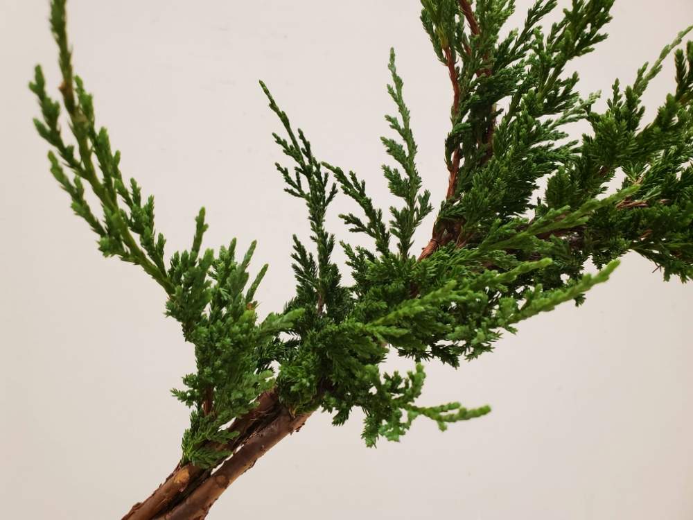 ニオイヒバの投稿画像 By りり さん 葉っぱといけばな展といけばな展 といけばなと緑青々とコニファー とヒノキ科と常緑針葉樹 月11月11日 Greensnap グリーンスナップ