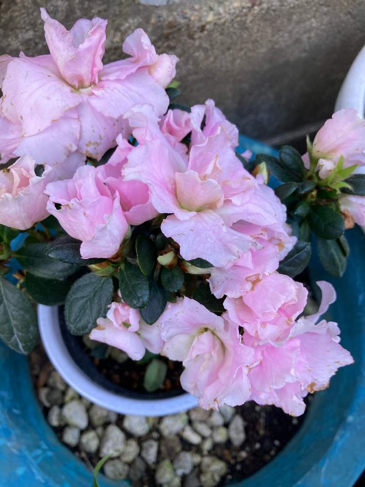 アザレアの投稿画像 By Manabeさん 西洋ツツジとツツジ属と可愛い植木鉢と小さい植木鉢とピンクのお花とツツジ科 月11月11日 Greensnap グリーンスナップ アザレアの投稿画像 By Manabeさん 西洋ツツジとツツジ属と可愛い植木鉢と小さい植木鉢とピンクのお花とツツジ科 月11月11日 Greensnap グリーンスナップ