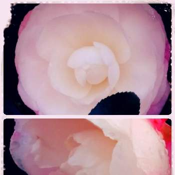 花撮りウオーキングの画像 by お花大好きさん | お出かけ先とスマホ撮影とピンクの花と花撮りウオーキングときょうもげんきでと花に癒されると白い花♡