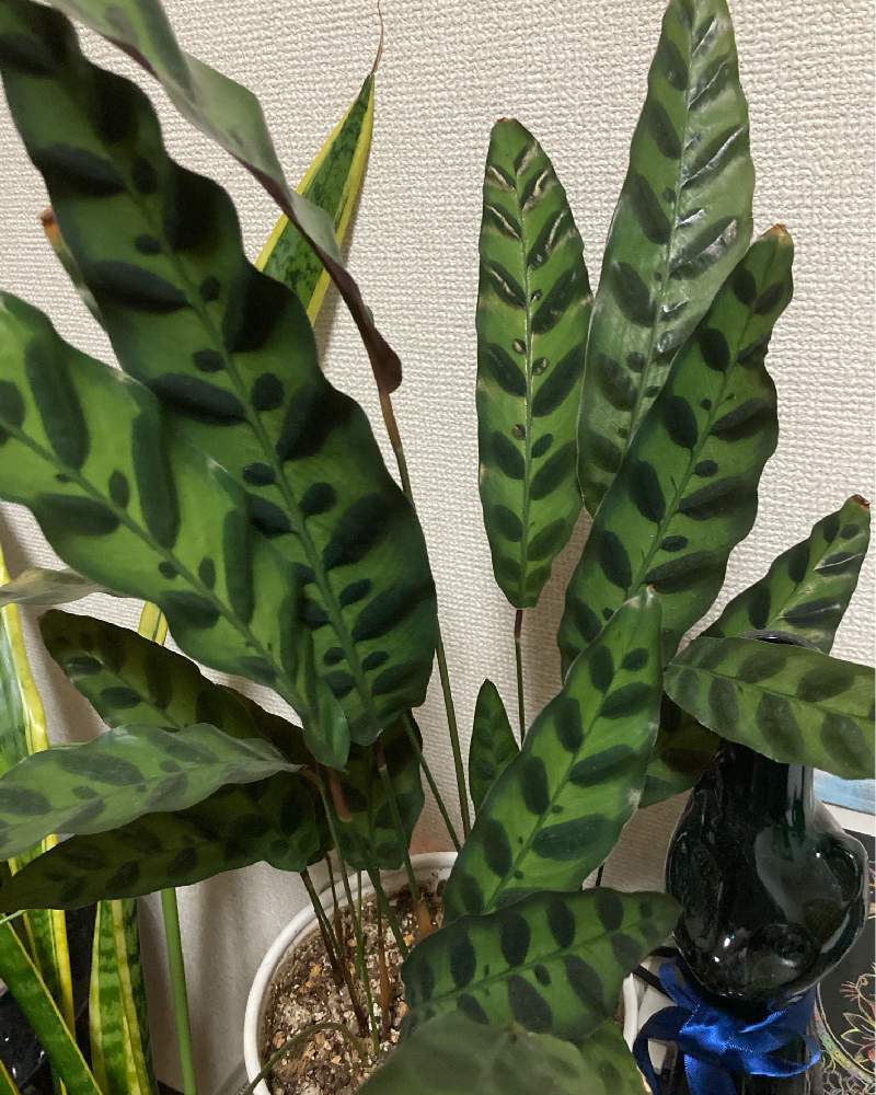 カラテアの投稿画像 By Nyaoさん カラテア ランキフォリアとお引っ越しと観葉植物と模様とねこちゃん と復活とカラテア属と葉裏 月11月11日 Greensnap グリーンスナップ