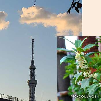東京スカイツリーの投稿画像一覧 Greensnap グリーンスナップ 東京スカイツリーの投稿画像一覧 Greensnap グリーンスナップ