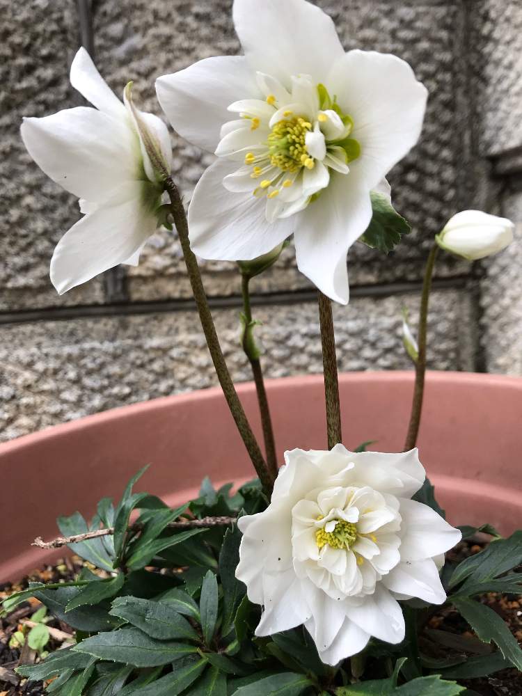 クリスマスローズの投稿画像 By Bluebellさん クリスマスローズ ダブルファンタジーと小さな庭と日陰庭と日陰庭 月11月11日 Greensnap グリーンスナップ Greensnap グリーンスナップ