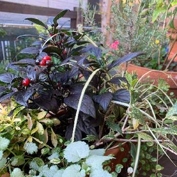 斑入りヒイラギ の投稿画像一覧 Greensnap グリーンスナップ