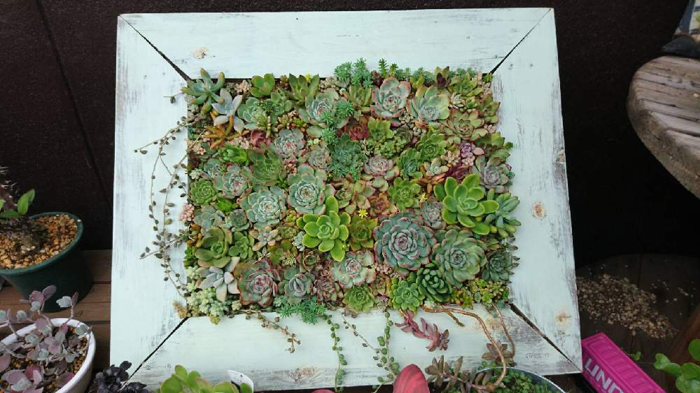 多肉植物 寄せ植えの投稿画像 By いつここまさん 額縁プランターと額縁プランターdiyとでっかい寄せ植えと額縁プランターと額縁プランターdiyとでっかい寄せ植え 月11月11日 Greensnap グリーンスナップ Greensnap グリーンスナップ