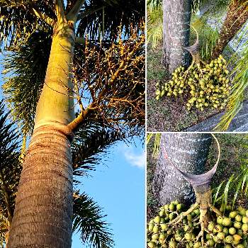 椰子の画像 by マッキーAus. さん | お出かけ先と椰子とAustralia BrisbaneとAustralia QLD