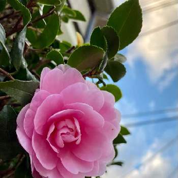 皆様に心から感謝 ♥︎♡♥︎の画像 by さいたまさん | お出かけ先とサザンカと近所に咲く花と一輪の魅力とイキイキ✨と休日の過ごし方とピンクワールドへ ようこそと皆様に心から感謝 ♥︎♡♥︎と素敵なピンクと花びらの魅力✨