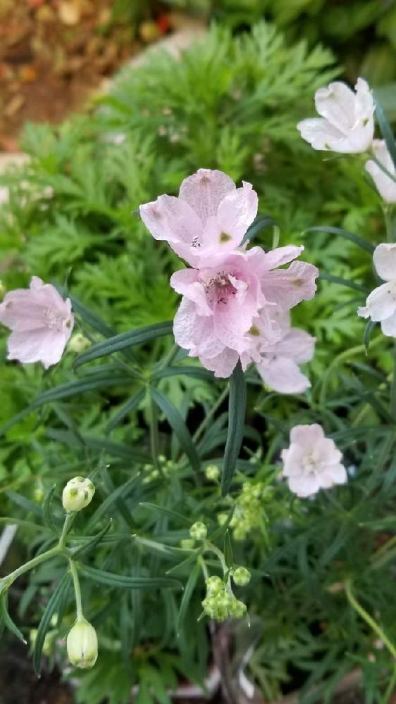 デルフィニウム さくらひめの投稿画像 By りょうたんさんさん 國華園と寄せ植えと 1558とおうち園芸とキープ苗と10号鉢と愛媛県開発と鉢植えと苗からと花のある暮らし 月11月11日 Greensnap グリーンスナップ