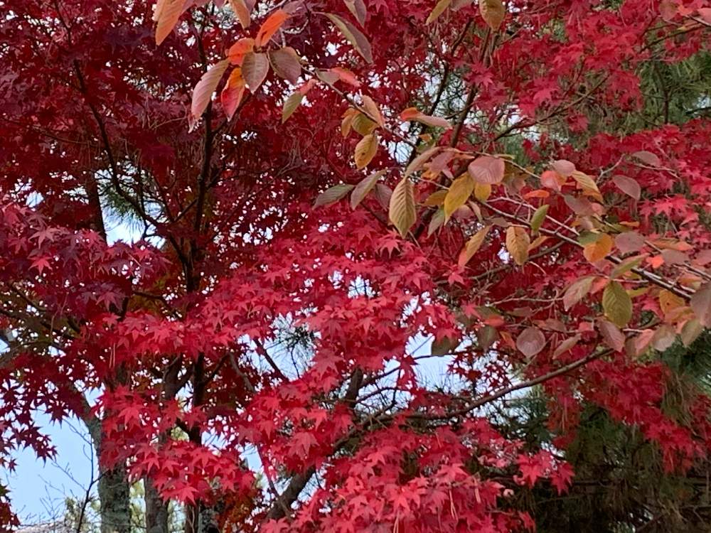 お出かけ先の画像 by kazu kazuさん | お出かけ先と紅葉フォトコン2020と癒しの時間と秋の五重塔と2020紅葉と 紅葉と癒しの空間と今日の一枚と趣きがあると綺麗とたたずまいと花のある暮らしと紅葉2020と奈良のもみじと紅葉グラデーションと秋のお散歩と紅葉を楽しむと紅葉を味わうともみじ紅葉といい眺め