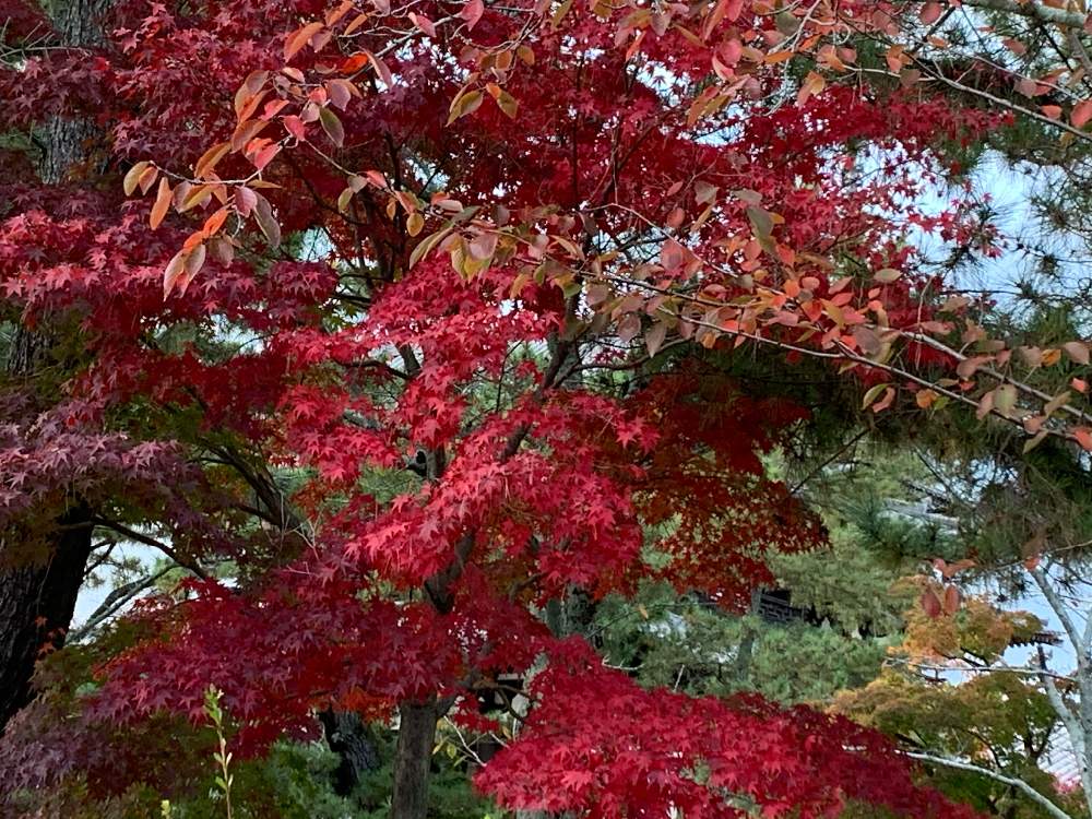 お出かけ先の画像 by kazu kazuさん | お出かけ先と紅葉フォトコン2020と癒しの時間と秋の五重塔と2020紅葉と 紅葉と癒しの空間と今日の一枚と趣きがあると綺麗とたたずまいと花のある暮らしと紅葉2020と奈良のもみじと紅葉グラデーションと秋のお散歩と紅葉を楽しむと紅葉を味わうともみじ紅葉といい眺め