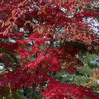 趣きがあるの画像 by kazu kazuさん | お出かけ先と紅葉フォトコン2020と癒しの時間と秋の五重塔と2020紅葉と 紅葉と癒しの空間と今日の一枚と趣きがあると綺麗とたたずまいと花のある暮らしと紅葉2020と奈良のもみじと紅葉グラデーションと秋のお散歩と紅葉を楽しむと紅葉を味わうともみじ紅葉といい眺め
