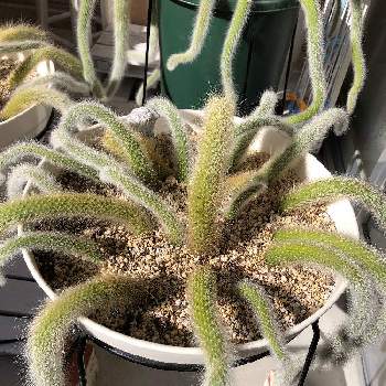 ヒモサボテンの投稿画像一覧 Greensnap グリーンスナップ ヒモサボテンの投稿画像一覧 Greensnap グリーンスナップ