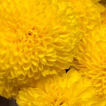 ピンポン菊 の投稿画像一覧 Greensnap グリーンスナップ