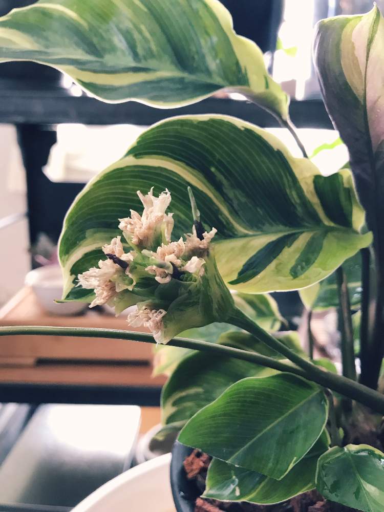 カラテア エンペラーの投稿画像 By るい子さん カラテアの花と開花と観葉植物初心者とおうち園芸と相談とカラテア属と新芽 月11月11日 Greensnap グリーンスナップ カラテア エンペラーの投稿画像 By るい子さん カラテアの花と開花と観葉植物初心者とおうち園芸と相談とカラテア属と新芽 月11月11日 Greensnap グリーンスナップ