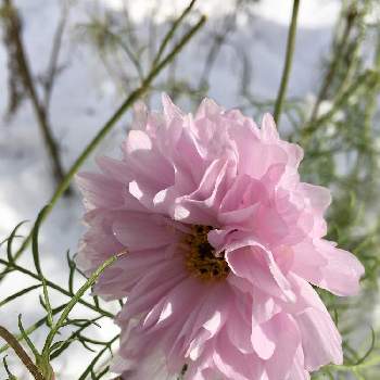 八重咲きコスモス♡の画像 by tomoさん | 雪景色と今日のお庭と八重咲きコスモス♡